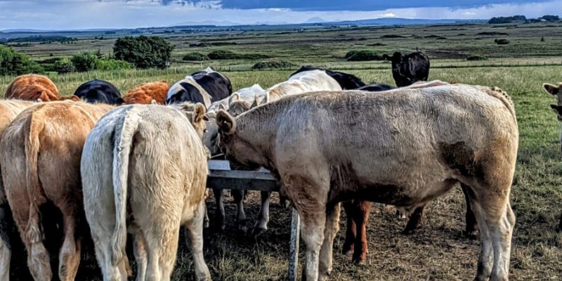 cattle
