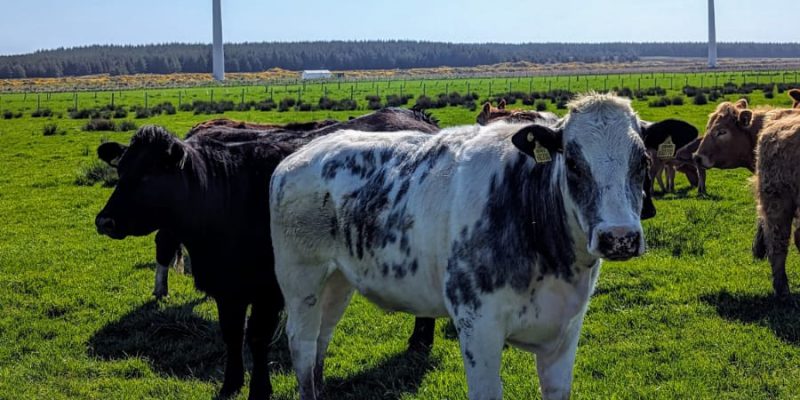cattle-windfarm